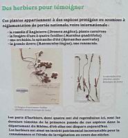 09 - Destruction des habitats - des temoins en herbier (2).jpg